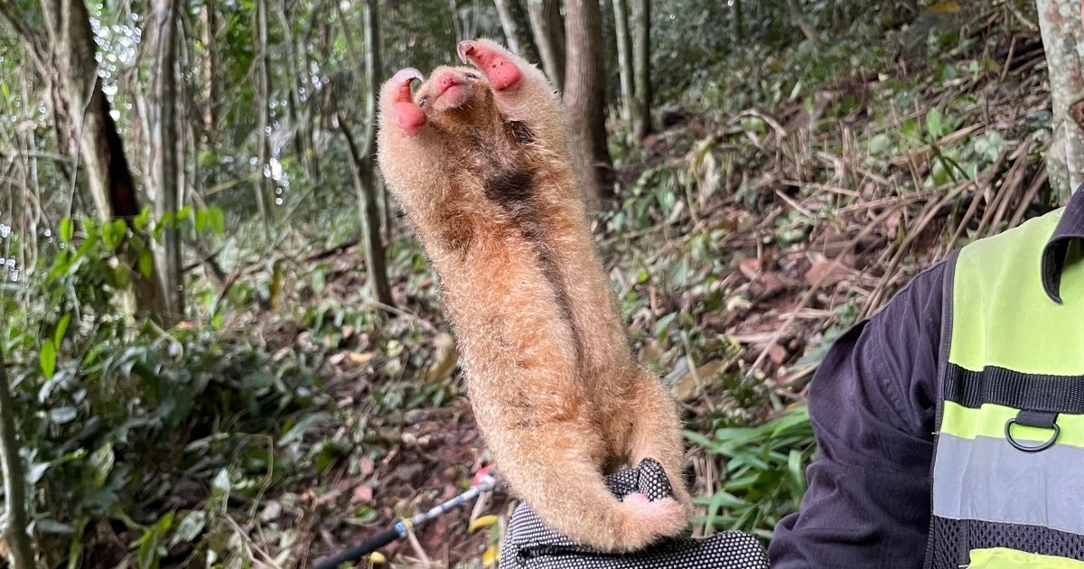 Cuidado de especies en peligro durante trabajos de poda y tala en altura